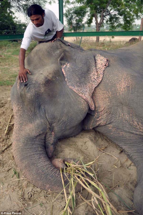 abused-elephant12