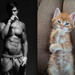 29 gatos dejando en ridículo a modelos profesionales