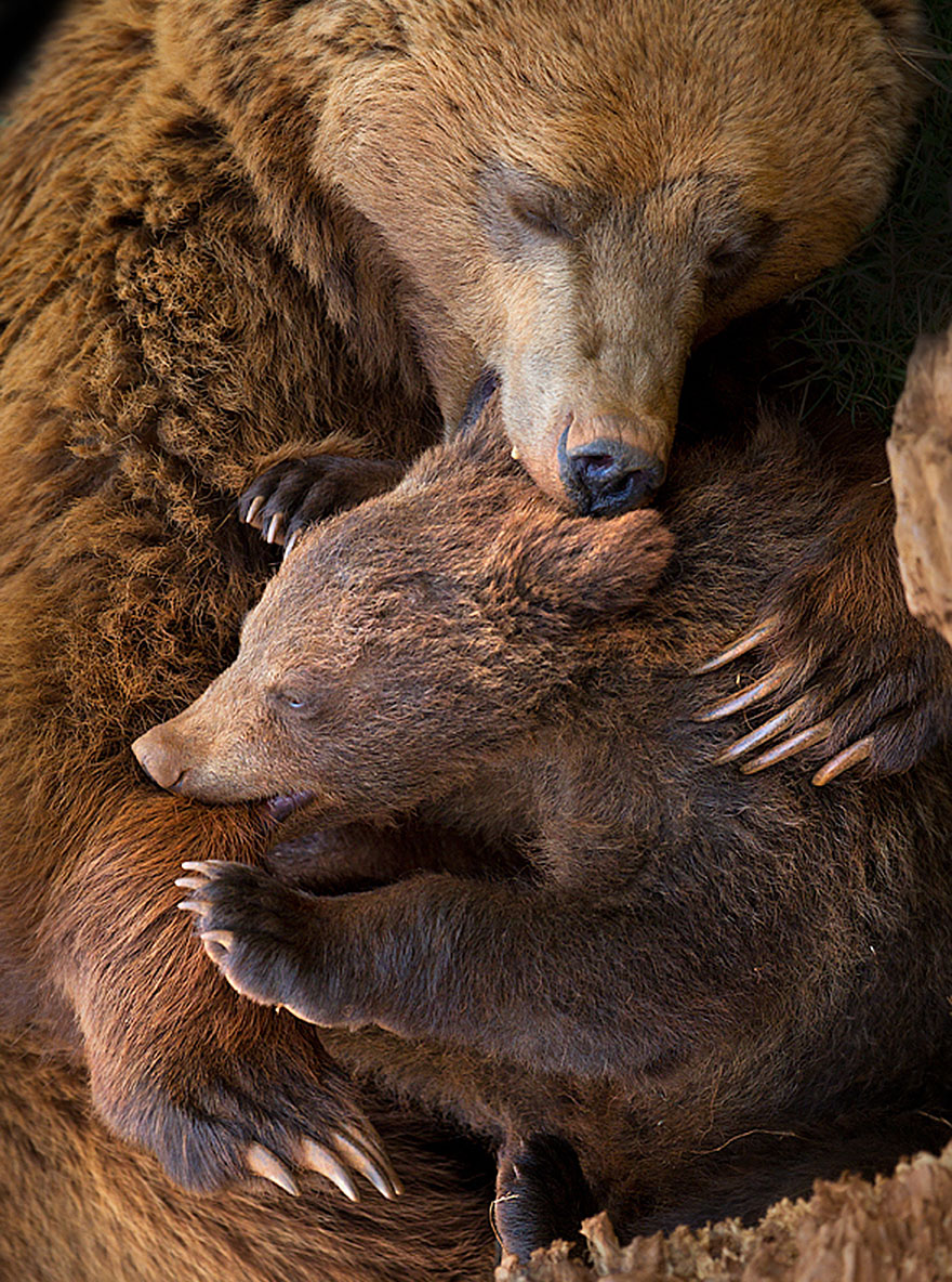 bear-photography-2012