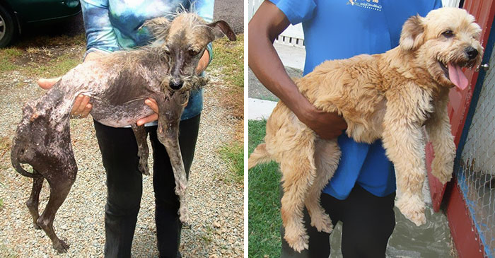 dog-makeover-before-after-rescue-19