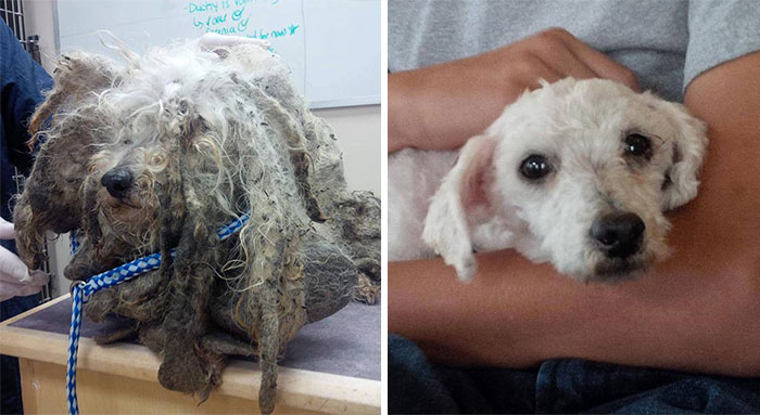dog-makeover-before-after-rescue-30