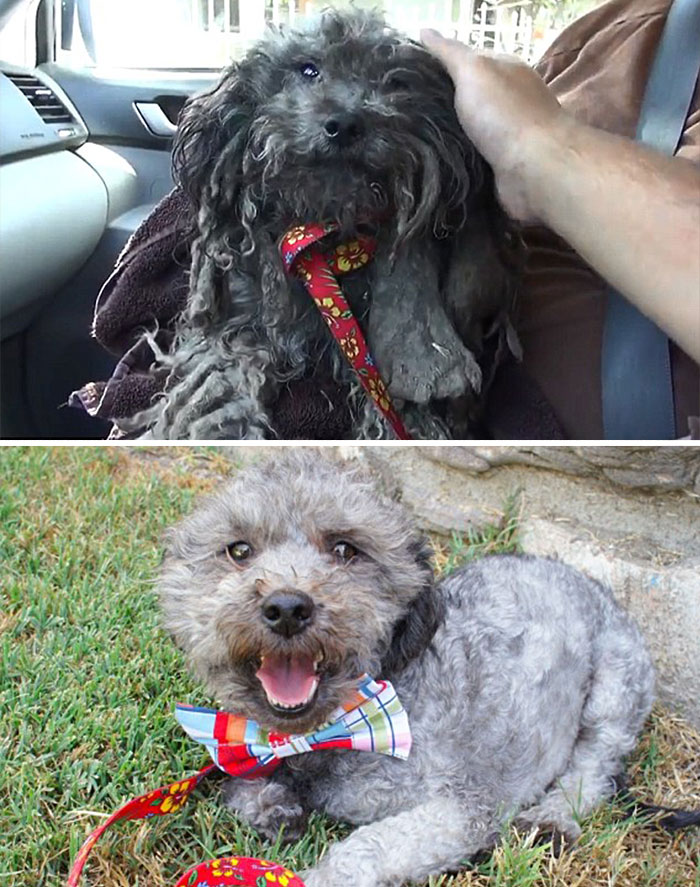 dog-makeover-before-after-rescue-34