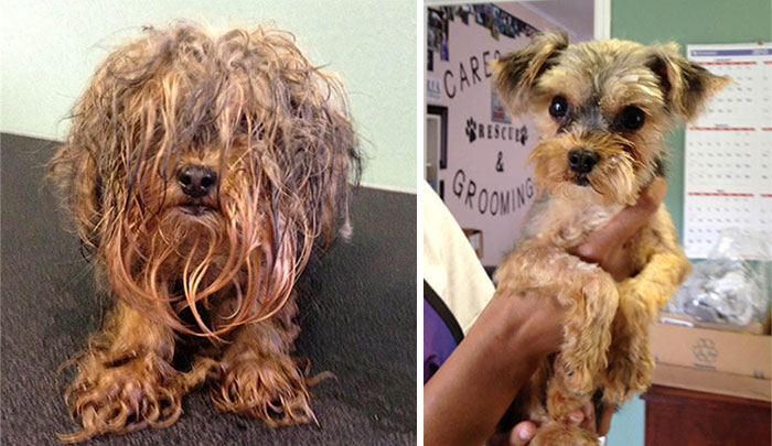 dog-makeover-before-after-rescue-4